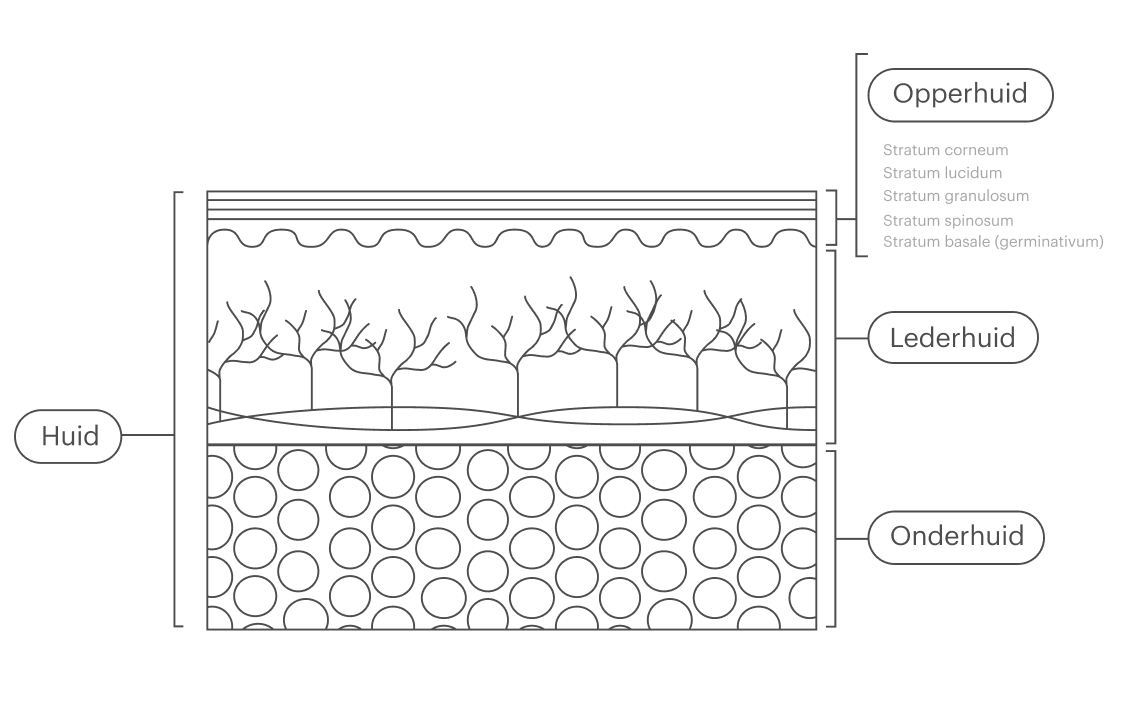 Wat je moet weten over de lagen van je huid